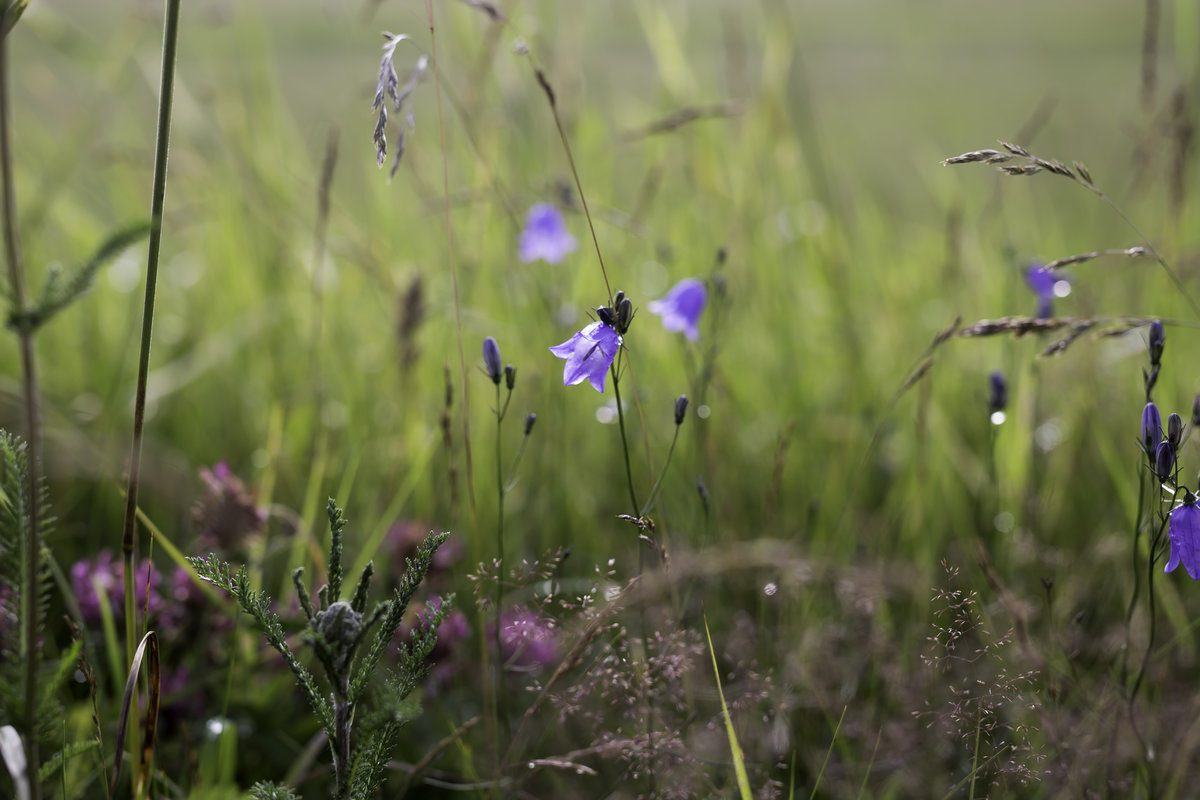 Sommaräng med blommor